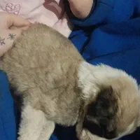 واگذاری سگ|سگ|آبیک, |دیوار