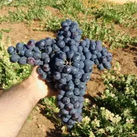 نهال انگور سرنژمار