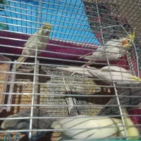 فروش سه جفت عروس هلندی لوتی نو