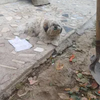 سگ خانگی|سگ|میاندوآب, |دیوار