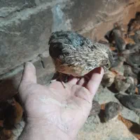 بلدرچین|موش و خرگوش|نیشابور, میدون بار|دیوار