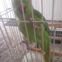 سلام  طوطی ملنگو ماده سخنگو برایه فروش