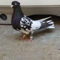 سینه سیاه ماده، کله سیاه ماده