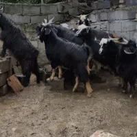 بز بزغاله بره میش|حیوانات مزرعه|قلعه نو, |دیوار