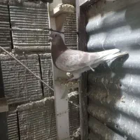 کبوتر|پرنده|خرمآباد, |دیوار