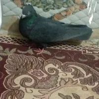 زاغ چنگ سفید چشم سفید ملقی کشیده ملقی  ماده 350مفت