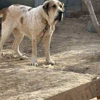 ماده الابای