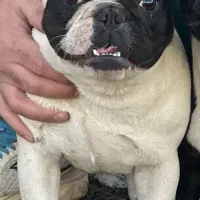 سگ فرنچ بولداگ