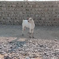 نری سومال