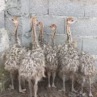 جوجه شترمرغ|حیوانات مزرعه|لاهیجان, طالقانی|دیوار