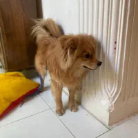 سگ پامر اشپیتز|سگ|خرم‌آباد, |دیوار