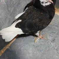 یک جفت کفتر ابلق|پرنده|مریوان, |دیوار