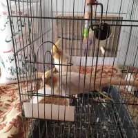 عروس هلندی جفت سفیدکاملارام شده