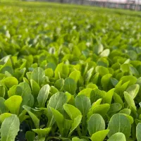 سبزیجات(نشا)