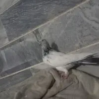 ۳ تا تهرانی پرشتی