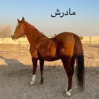 نریون 2 ساله درهشوری|اسب و تجهیزات اسب‌سواری|تهران, آذری|دیوار