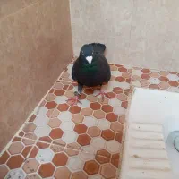 کبوتر زاغ دورگ نر