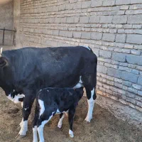 گاو شیری و آبستن