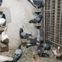 تور کبوتر فروشی|پرنده|سراوان, |دیوار