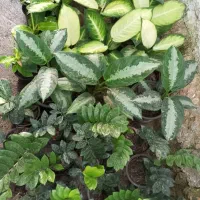گلخانه|گل و گیاه طبیعی|گرگان, |دیوار
