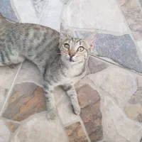 گربه