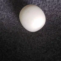 سنگ یشم زیبا سبز تخم مرغی وسنگ آسیاب|کلکسیون اشیاء عتیقه|تویسرکان, |دیوار