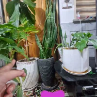 گل سانسوریا