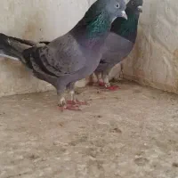 کبوتر پرشی آنتیک|پرنده|محمدشهر, محمدشهر|دیوار