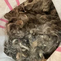 پشم گوسفندی درجه یک
