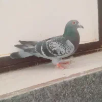 کبوترپلاکی مسافتی|پرنده|ملکان, |دیوار