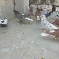 کفتر بهبونی