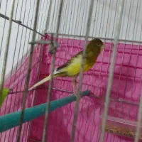 قناری  یه سر رسمی مست و  قفس