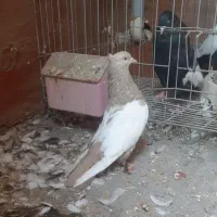 کبوتر ماده سینه ای|پرنده|اهواز, ۳۰ متری|دیوار
