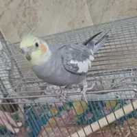 فروش یک عدد عروس هلندی