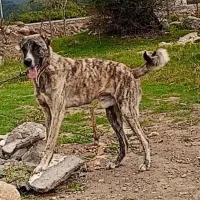 توله افغاننگهبان گله ای
