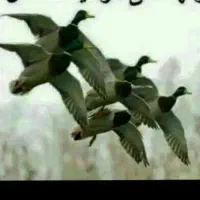 دام بصورت شراکتی