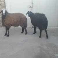 بره نر چاق 50کیلو