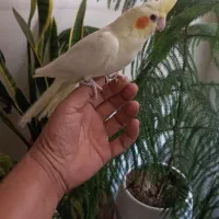 عروس هلندی سریلاکی نرم خور