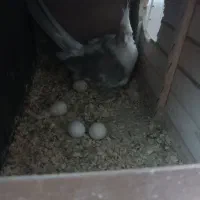 جفت عروس هلندی