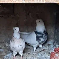 طوقی|پرنده|کلاله, |دیوار