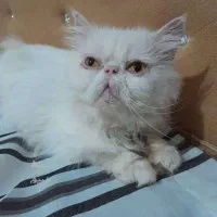 پرشین سوپرفلت بالغ نر|گربه|زاهدان, |دیوار