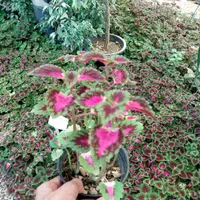 گل گردی|گل و گیاه طبیعی|شیراز, ریاستی|دیوار