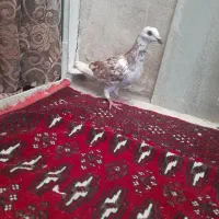 کفترقره هفرنگ ساده سبزشامی پولکی دم سفیدهم نرهوایی|پرنده|مشهد, طبرسی شمالی|دیوار
