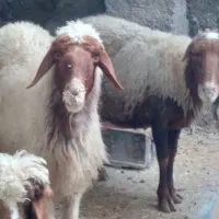 دو عدد میش آبستن