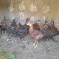 جوجه