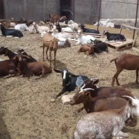 بز...|حیوانات مزرعه|تفت, |دیوار