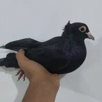 نروماده زاغ گوک  مامله فقط با طوقی ماده یا بازیکن