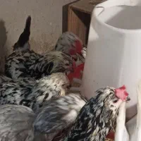 مرغ و خروس گلین اصیل