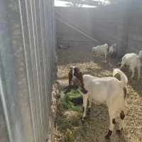 گوسفند وکره نر