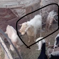 بز ونر بز